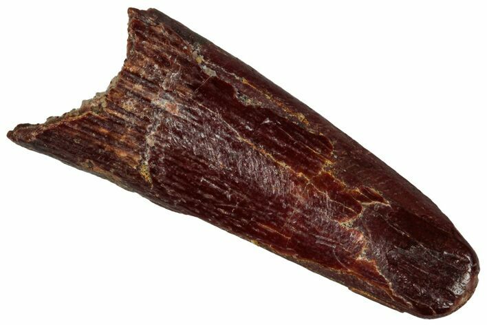 Fossil Pterosaur (Siroccopteryx) Tooth - Morocco #299800